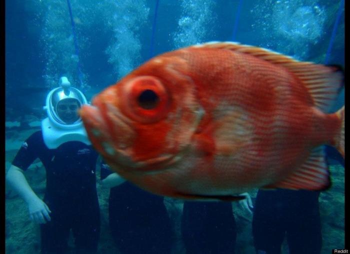 "He alcanzado la categoría de meme. ¿Cuántas personas pueden decir eso" (FOTOS, MONTAJES)