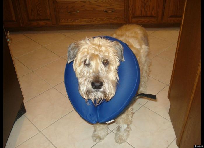 "He alcanzado la categoría de meme. ¿Cuántas personas pueden decir eso" (FOTOS, MONTAJES)