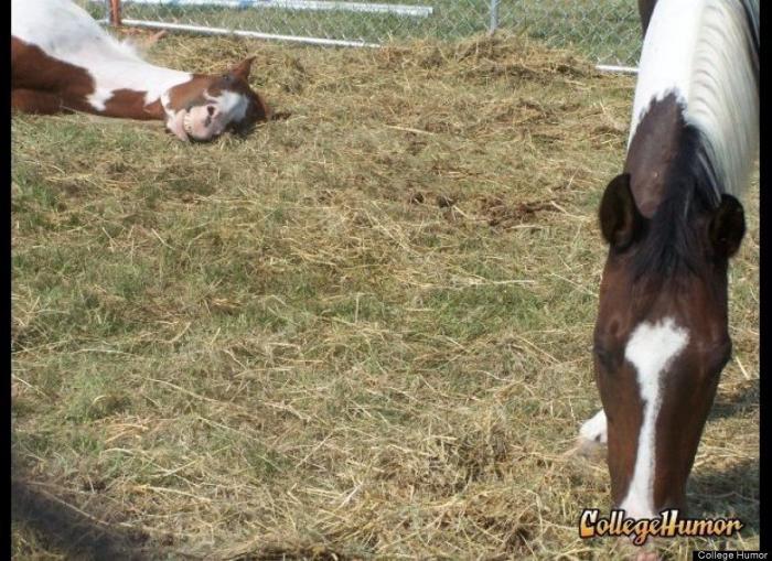 "He alcanzado la categoría de meme. ¿Cuántas personas pueden decir eso" (FOTOS, MONTAJES)