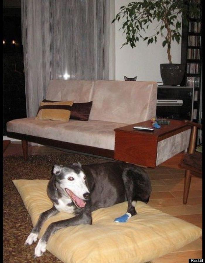 "He alcanzado la categoría de meme. ¿Cuántas personas pueden decir eso" (FOTOS, MONTAJES)