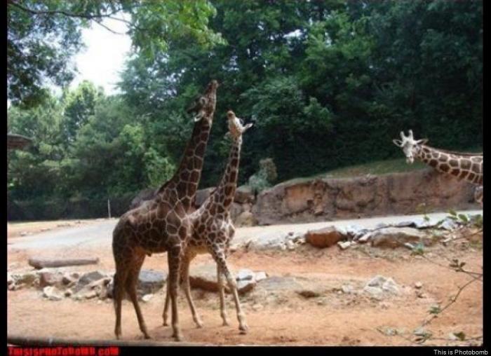"He alcanzado la categoría de meme. ¿Cuántas personas pueden decir eso" (FOTOS, MONTAJES)