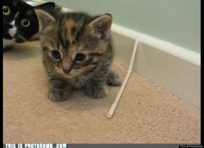 "He alcanzado la categoría de meme. ¿Cuántas personas pueden decir eso" (FOTOS, MONTAJES)