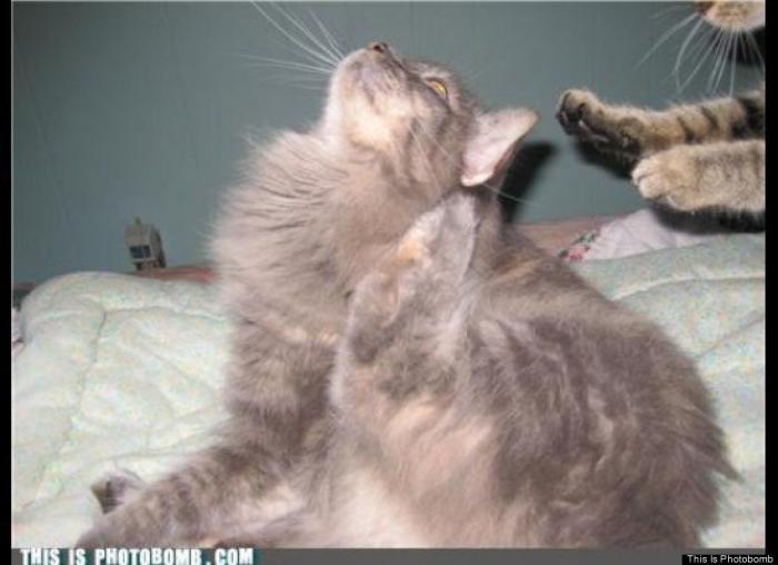 "He alcanzado la categoría de meme. ¿Cuántas personas pueden decir eso" (FOTOS, MONTAJES)