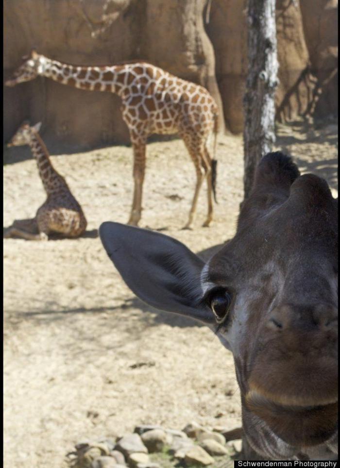 "He alcanzado la categoría de meme. ¿Cuántas personas pueden decir eso" (FOTOS, MONTAJES)