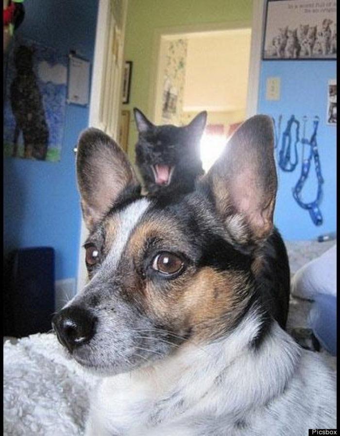 "He alcanzado la categoría de meme. ¿Cuántas personas pueden decir eso" (FOTOS, MONTAJES)