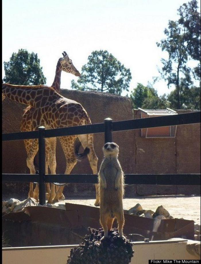 "He alcanzado la categoría de meme. ¿Cuántas personas pueden decir eso" (FOTOS, MONTAJES)