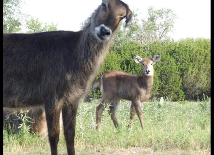 "He alcanzado la categoría de meme. ¿Cuántas personas pueden decir eso" (FOTOS, MONTAJES)