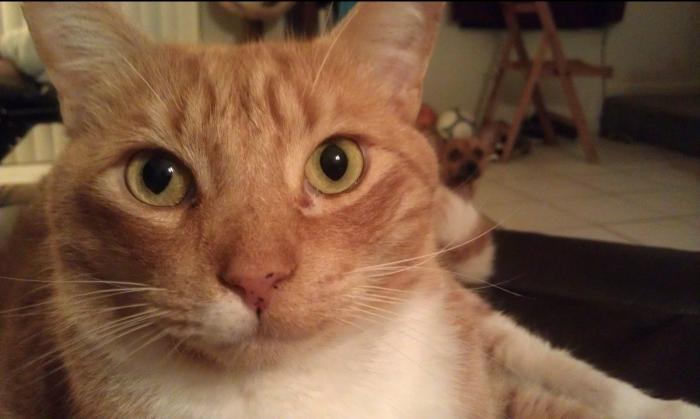 "He alcanzado la categoría de meme. ¿Cuántas personas pueden decir eso" (FOTOS, MONTAJES)