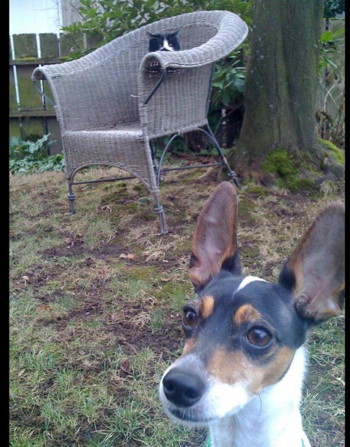 "He alcanzado la categoría de meme. ¿Cuántas personas pueden decir eso" (FOTOS, MONTAJES)