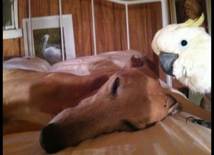 "He alcanzado la categoría de meme. ¿Cuántas personas pueden decir eso" (FOTOS, MONTAJES)