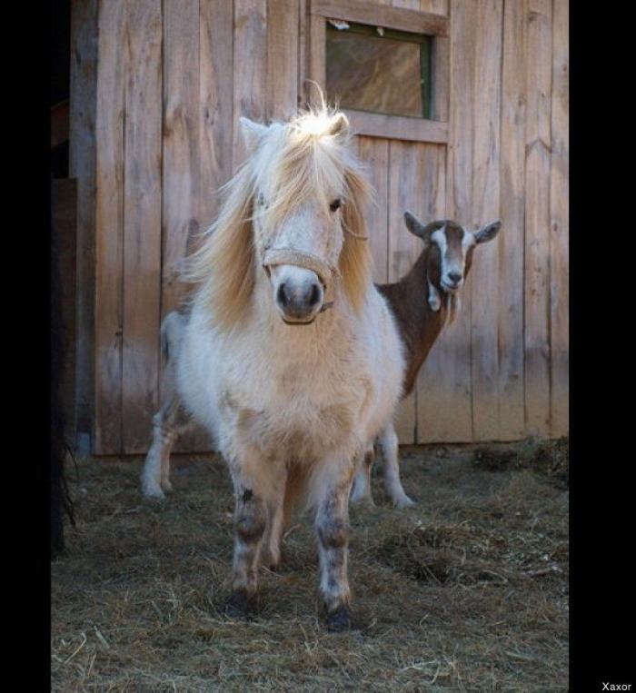 "He alcanzado la categoría de meme. ¿Cuántas personas pueden decir eso" (FOTOS, MONTAJES)