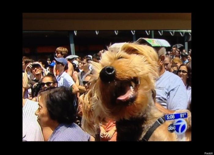 "He alcanzado la categoría de meme. ¿Cuántas personas pueden decir eso" (FOTOS, MONTAJES)