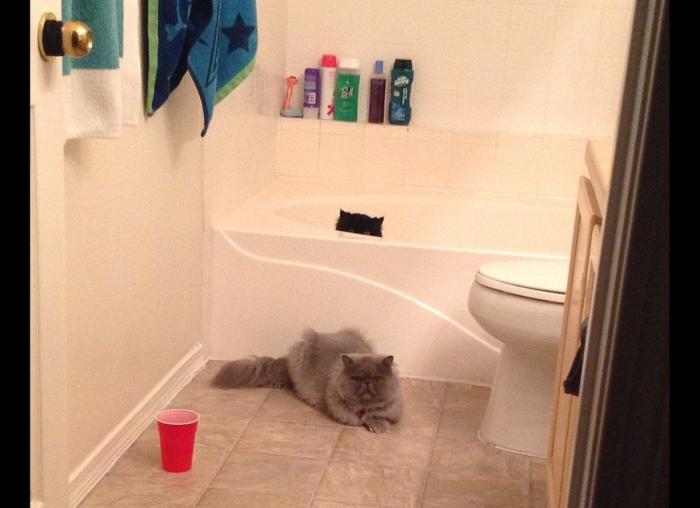 "He alcanzado la categoría de meme. ¿Cuántas personas pueden decir eso" (FOTOS, MONTAJES)