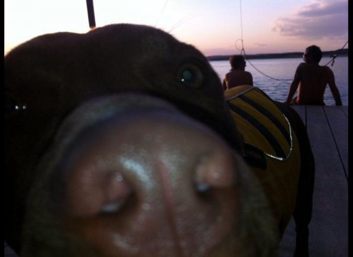 "He alcanzado la categoría de meme. ¿Cuántas personas pueden decir eso" (FOTOS, MONTAJES)