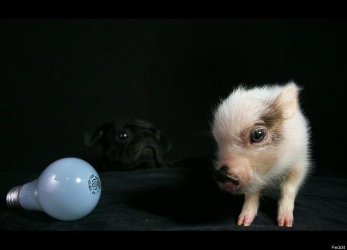 "He alcanzado la categoría de meme. ¿Cuántas personas pueden decir eso" (FOTOS, MONTAJES)