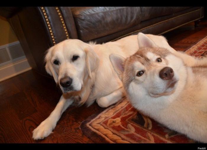 "He alcanzado la categoría de meme. ¿Cuántas personas pueden decir eso" (FOTOS, MONTAJES)