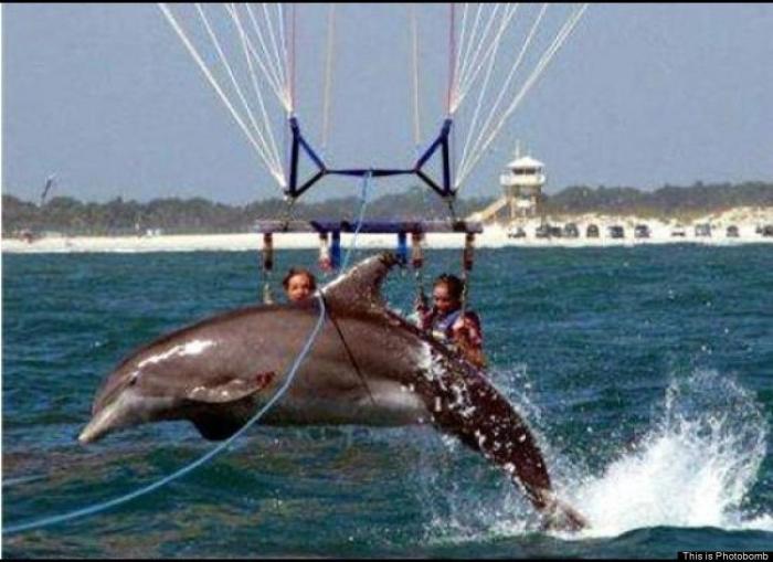 "He alcanzado la categoría de meme. ¿Cuántas personas pueden decir eso" (FOTOS, MONTAJES)