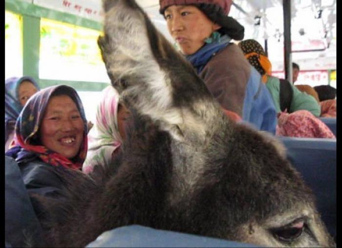 "He alcanzado la categoría de meme. ¿Cuántas personas pueden decir eso" (FOTOS, MONTAJES)
