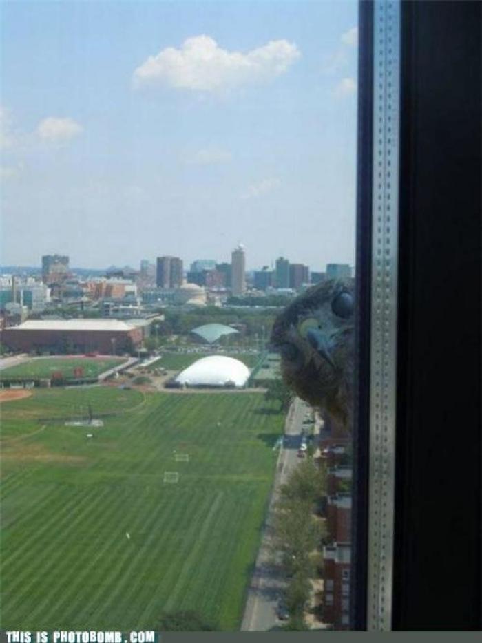 "He alcanzado la categoría de meme. ¿Cuántas personas pueden decir eso" (FOTOS, MONTAJES)