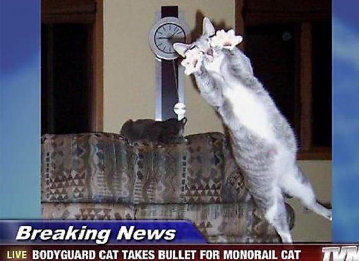 "He alcanzado la categoría de meme. ¿Cuántas personas pueden decir eso" (FOTOS, MONTAJES)