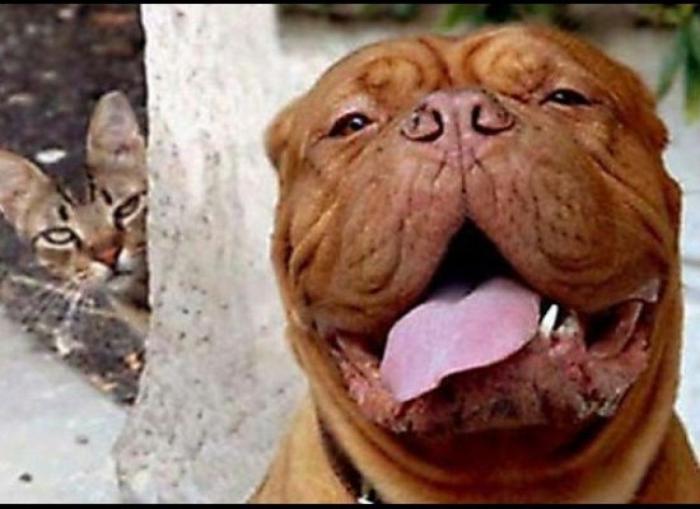 "He alcanzado la categoría de meme. ¿Cuántas personas pueden decir eso" (FOTOS, MONTAJES)