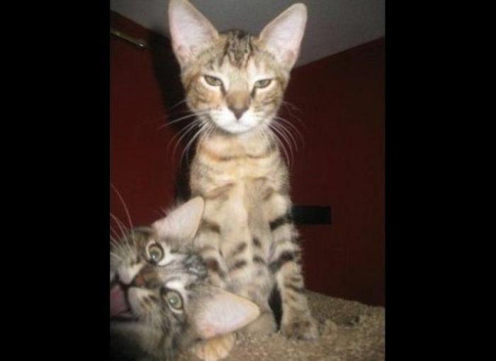 "He alcanzado la categoría de meme. ¿Cuántas personas pueden decir eso" (FOTOS, MONTAJES)