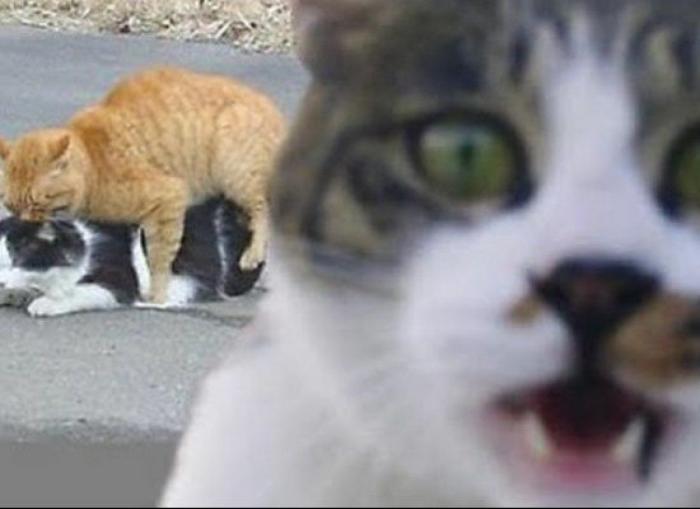 "He alcanzado la categoría de meme. ¿Cuántas personas pueden decir eso" (FOTOS, MONTAJES)