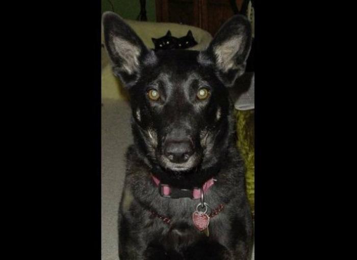 "He alcanzado la categoría de meme. ¿Cuántas personas pueden decir eso" (FOTOS, MONTAJES)