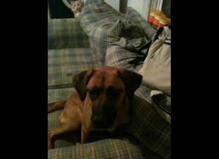 "He alcanzado la categoría de meme. ¿Cuántas personas pueden decir eso" (FOTOS, MONTAJES)