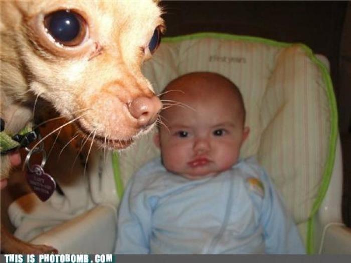 "He alcanzado la categoría de meme. ¿Cuántas personas pueden decir eso" (FOTOS, MONTAJES)