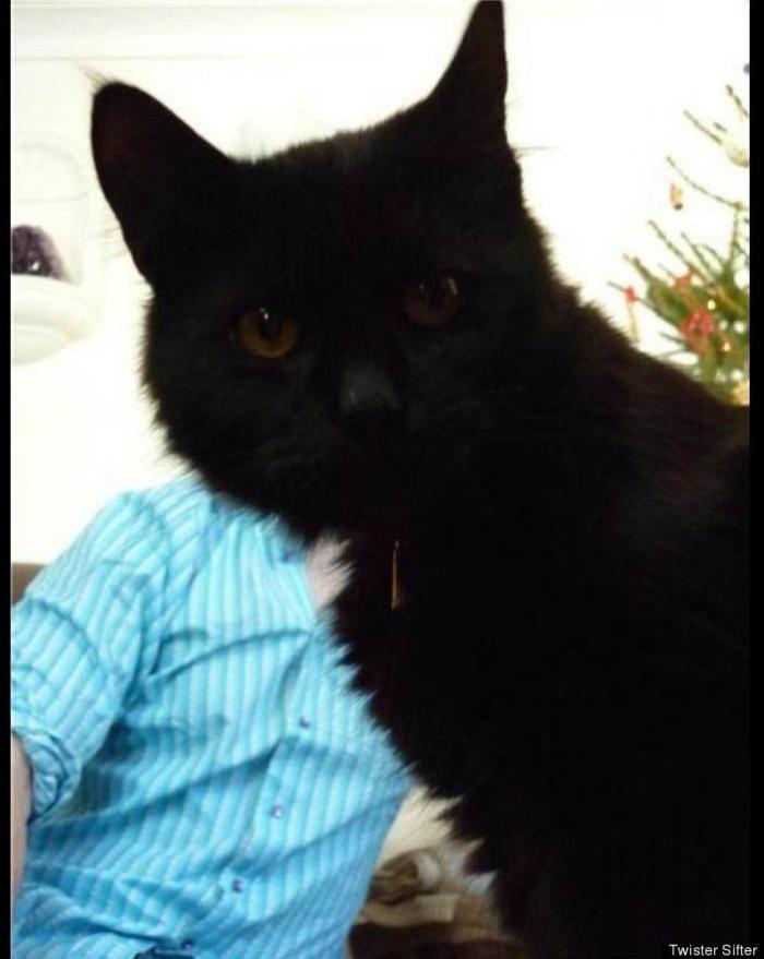 "He alcanzado la categoría de meme. ¿Cuántas personas pueden decir eso" (FOTOS, MONTAJES)