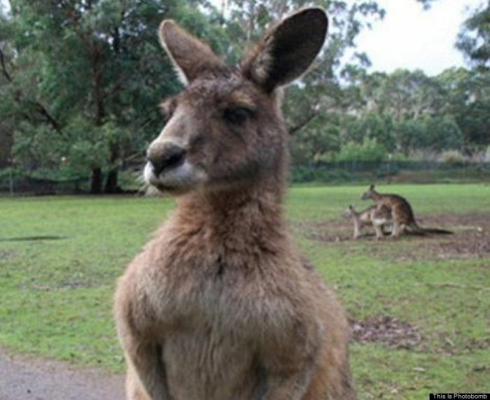 "He alcanzado la categoría de meme. ¿Cuántas personas pueden decir eso" (FOTOS, MONTAJES)