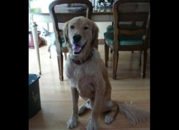 "He alcanzado la categoría de meme. ¿Cuántas personas pueden decir eso" (FOTOS, MONTAJES)