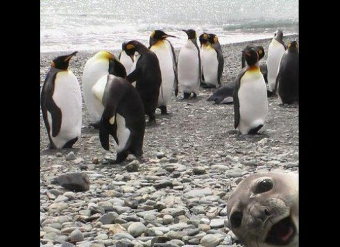 "He alcanzado la categoría de meme. ¿Cuántas personas pueden decir eso" (FOTOS, MONTAJES)