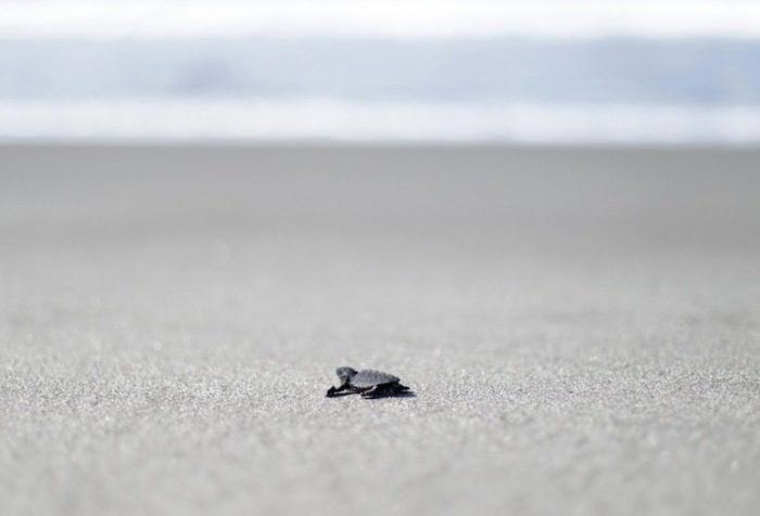 Liberación de tortugas golfinas en El Salvador: el primer baño en libertad (FOTOS)