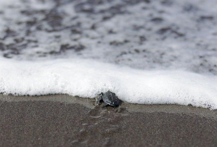 Liberación de tortugas golfinas en El Salvador: el primer baño en libertad (FOTOS)
