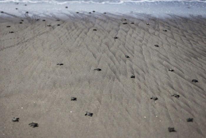 Liberación de tortugas golfinas en El Salvador: el primer baño en libertad (FOTOS)