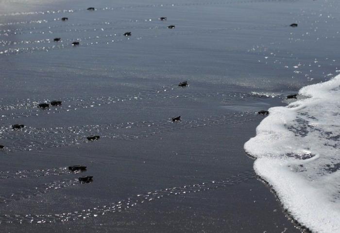 Liberación de tortugas golfinas en El Salvador: el primer baño en libertad (FOTOS)