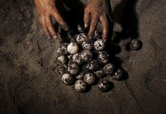 Liberación de tortugas golfinas en El Salvador: el primer baño en libertad (FOTOS)