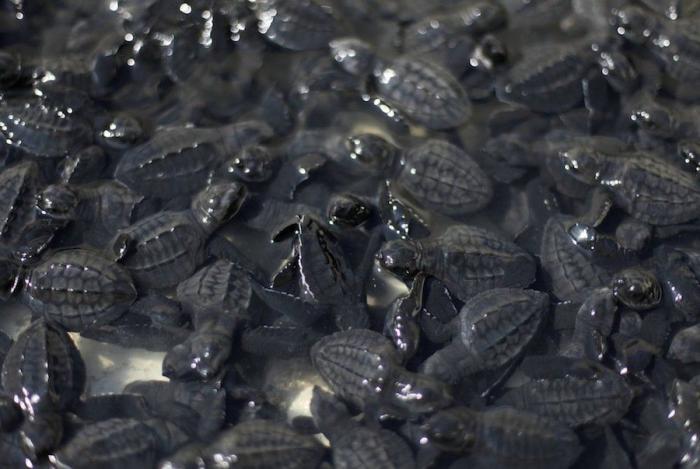 Liberación de tortugas golfinas en El Salvador: el primer baño en libertad (FOTOS)
