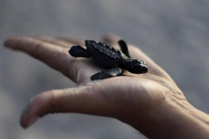 Liberación de tortugas golfinas en El Salvador: el primer baño en libertad (FOTOS)