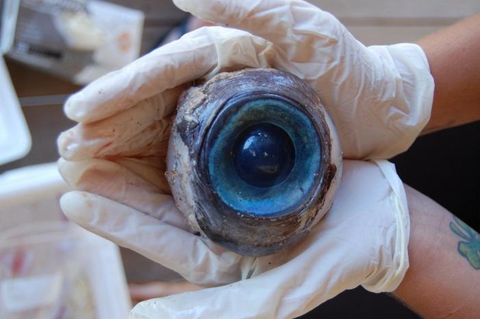 Un misterioso ojo gigante aparece en una playa en Florida (FOTOS)