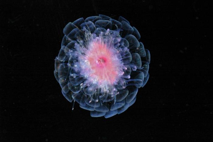 El plástico está matando a los océanos mucho más rápido de lo que se pensaba