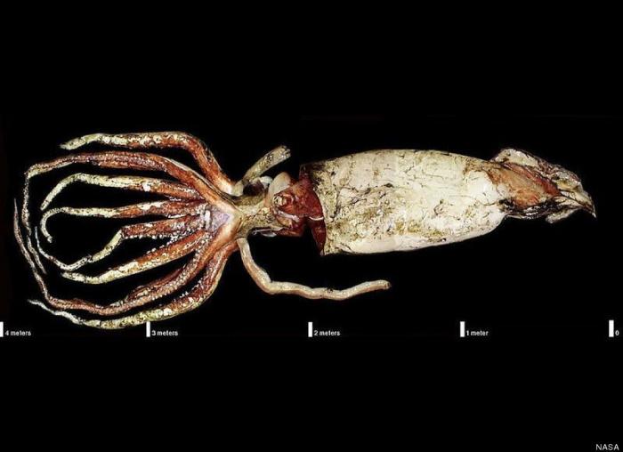 El plástico está matando a los océanos mucho más rápido de lo que se pensaba