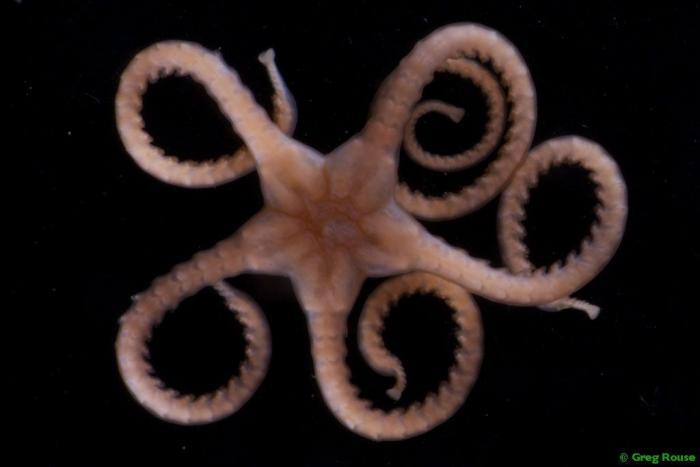 El plástico está matando a los océanos mucho más rápido de lo que se pensaba