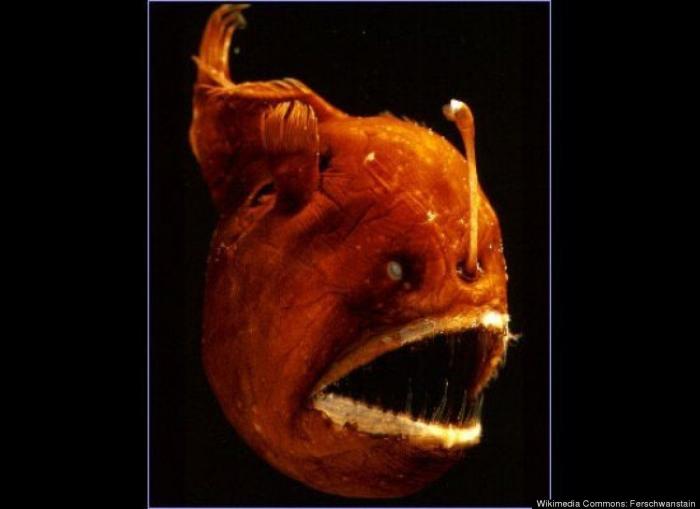 El plástico está matando a los océanos mucho más rápido de lo que se pensaba