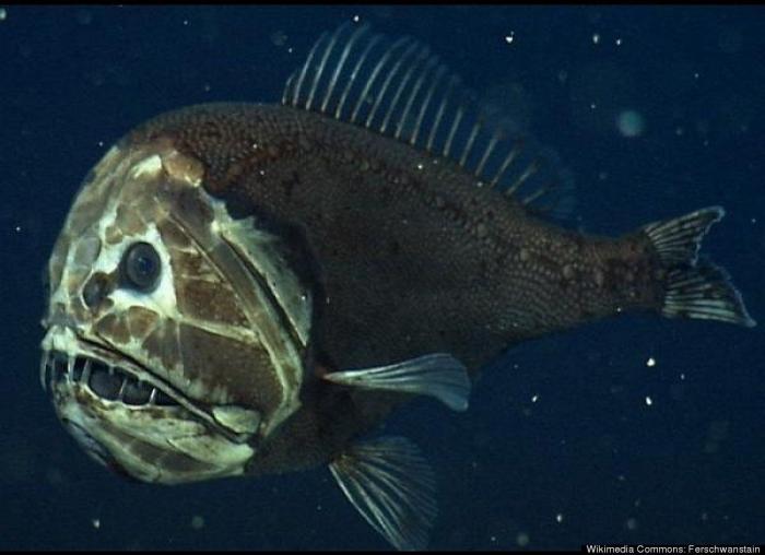 El plástico está matando a los océanos mucho más rápido de lo que se pensaba