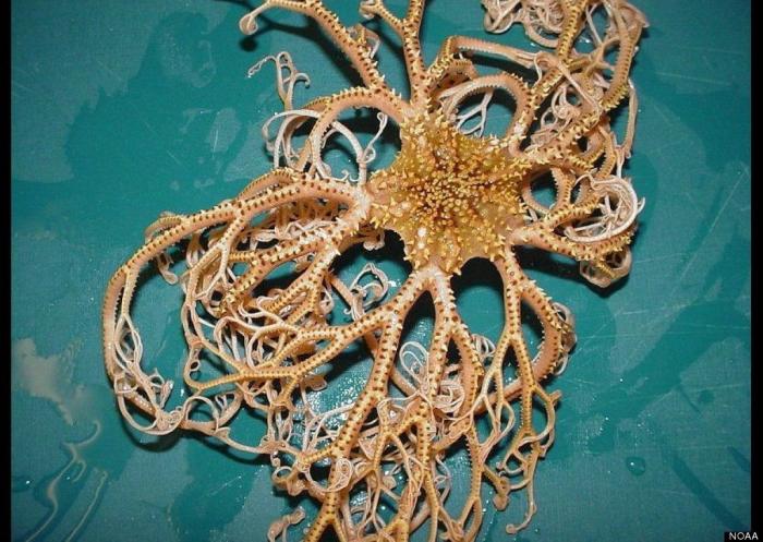 El plástico está matando a los océanos mucho más rápido de lo que se pensaba