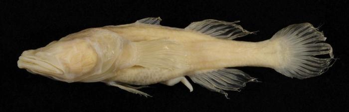 El plástico está matando a los océanos mucho más rápido de lo que se pensaba