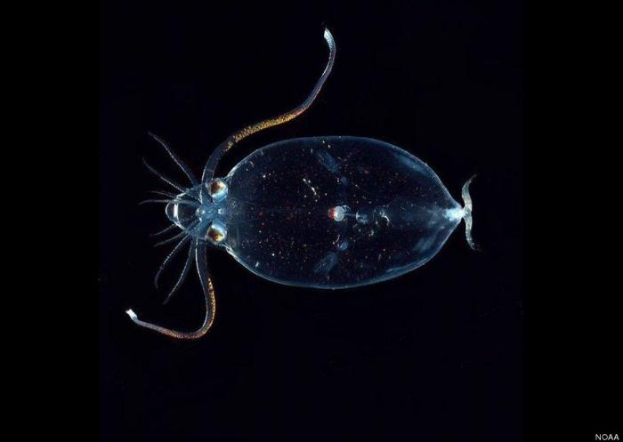 El plástico está matando a los océanos mucho más rápido de lo que se pensaba